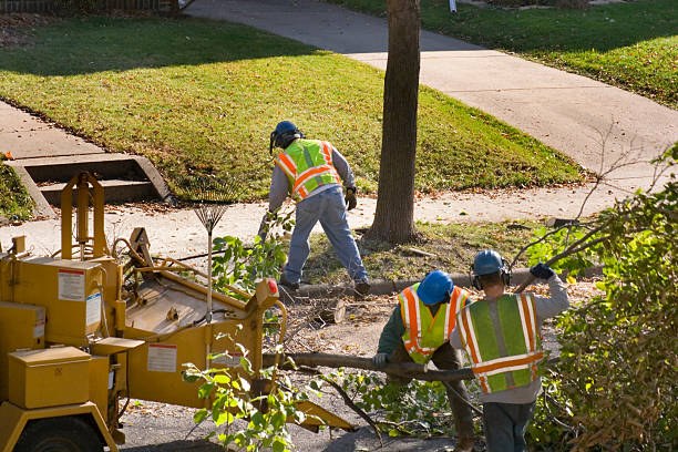 Best Tree Preservation Services  in Cedar Falls, IA